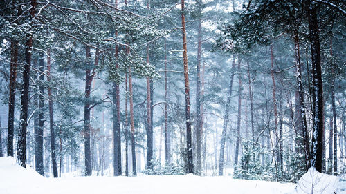 Pine trees in forest during winter