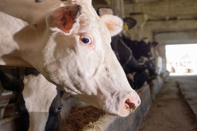 Close-up of cow