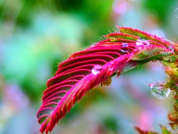 Close-up of pink flower
