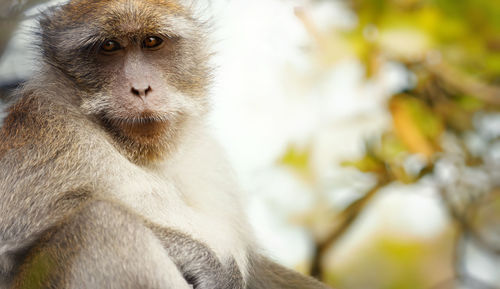 Close-up of portrait of sitting outdoors