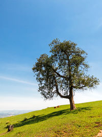 Tree on field against sky