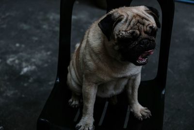 Close-up of dog sitting on car