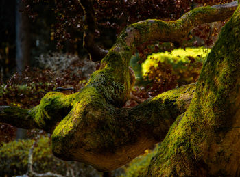 Close-up of lizard on moss covered tree in forest