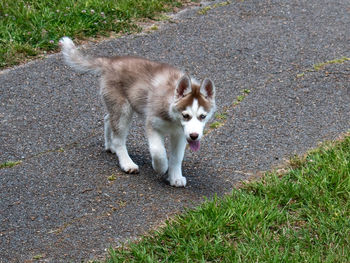 High angle view of a dog on road