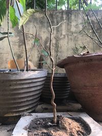 Close-up of potted plant