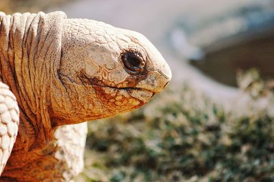 Close-up of a lizard