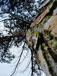 Low angle view of tree against sky