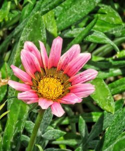 Close-up of pink flower