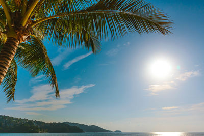 Low angle view of coconut palm tree against sky