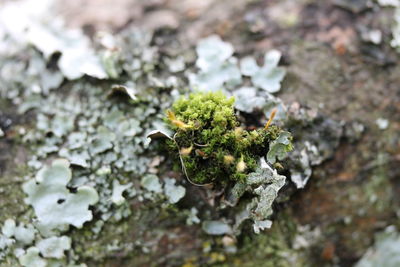 Close-up of moss growing on tree trunk