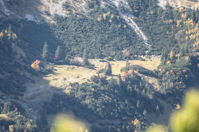 High angle view of trees in forest