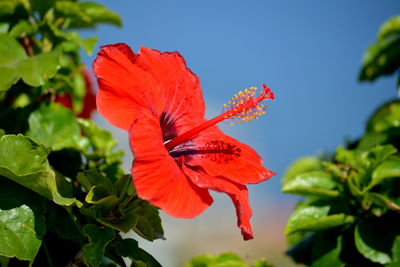 Close-up of red hibiscus flower