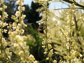 Bee pollinating flower