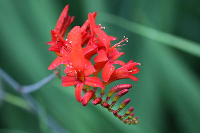 Close-up of red flower