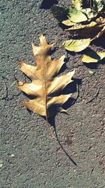 High angle view of fallen maple leaf