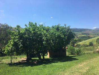 Trees growing in farm against blue sky