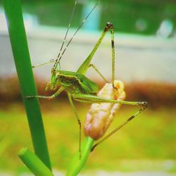 Close-up of insect on plant