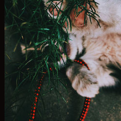 Close-up of a cat