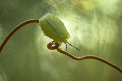 Shield bug on unique tendril