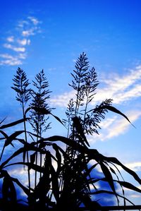 Low angle view of silhouette tree against sky