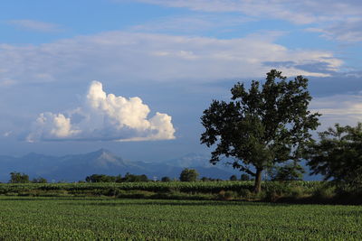 Scenic view of agricultural field against sky