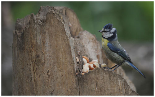 Close-up of bird perching on tree trunk