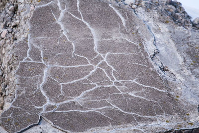 Close-up of leaf