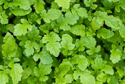 Sinapis alba - white mustard plants grown as green manure in the garden, high angle view