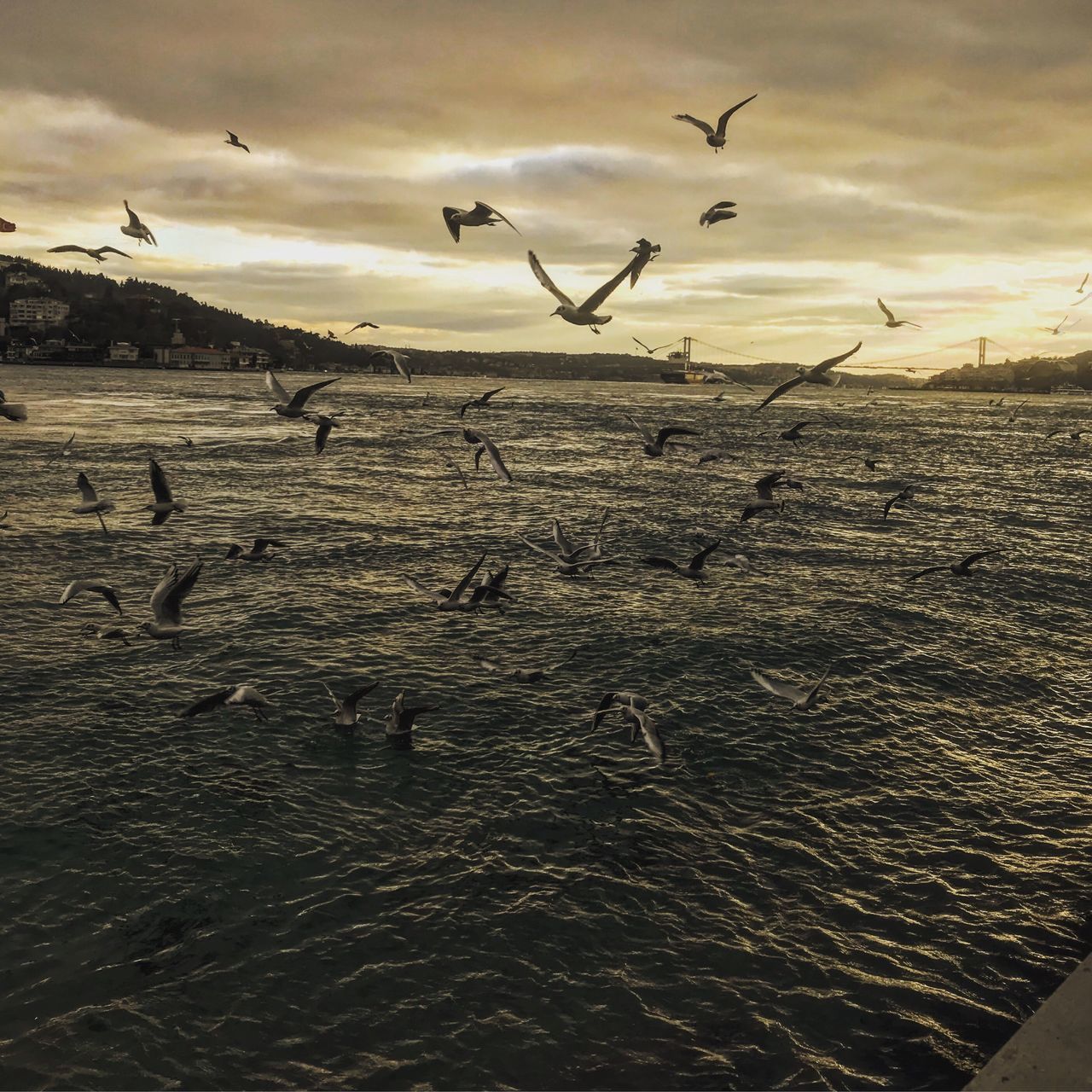 water, sky, bird, animal, animal themes, animal wildlife, group of animals, animals in the wild, flying, vertebrate, cloud - sky, large group of animals, sea, beauty in nature, nature, sunset, no people, tranquility, scenics - nature, flock of birds, seagull