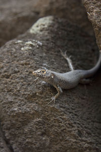 Close-up of lizard