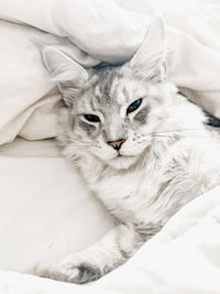 Close-up of cat lying on bed at home