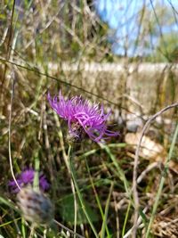 Close-up of thistle blooming on field