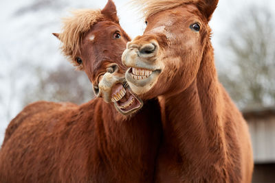 Close-up of a horse