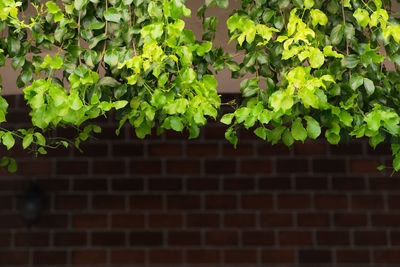 Green leaves on the eaves or roof with brown brick background - image