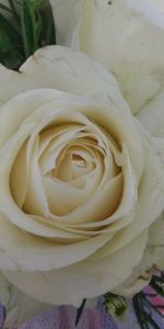 Close-up of white rose