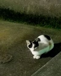 Portrait of cat on grass