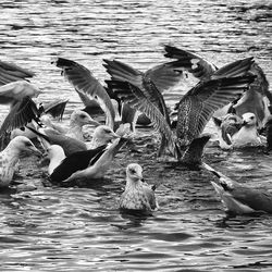 Birds in water