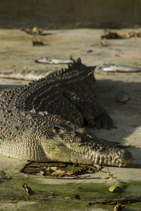 Close-up of crocodile 