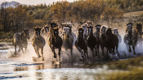 Horse running in the river