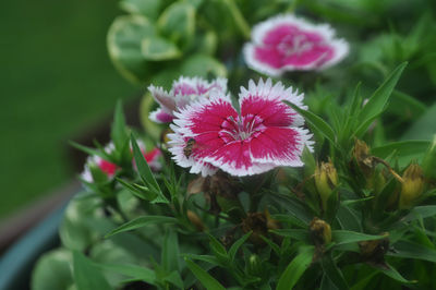 Close-up of flower growing outdoors