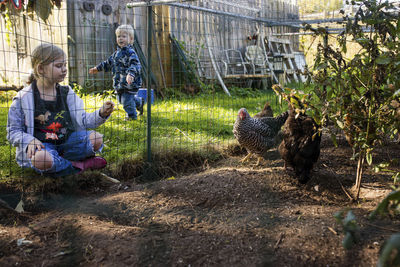 Sister looking at chickens while brother standing in background at backyard