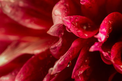 Close-up of raindrops on leaves