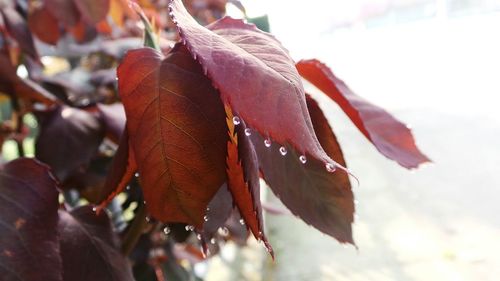 Close-up of red leaves