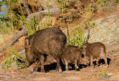 View of sheep