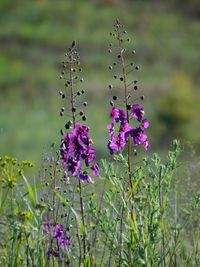 Close-up of purple flowers against blurred background