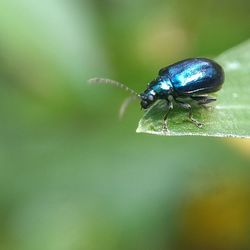 Close-up of insect on leaf