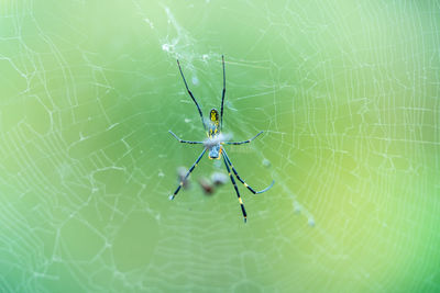 A spider spinning a web