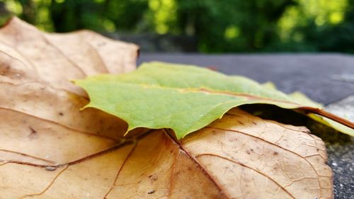 Close-up of leaves on wooden surface