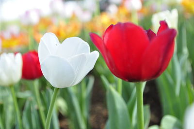 Close-up of red tulip flowers on field