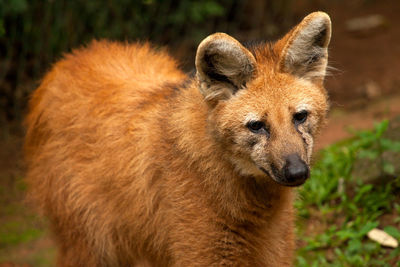 Close-up portrait of lion